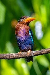The Javan kingfisher (Halcyon cyanoventris), sometimes called the blue-bellied kingfisher or Java kingfisher