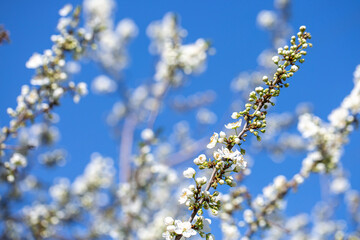 White flowers bloom in the trees. Spring landscape with blooming sakura tree. Beautiful blooming garden on a sunny day. Copy space for text.