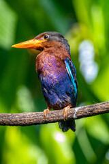 The Javan kingfisher (Halcyon cyanoventris), sometimes called the blue-bellied kingfisher or Java kingfisher