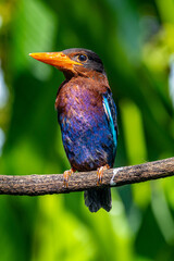 The Javan kingfisher (Halcyon cyanoventris), sometimes called the blue-bellied kingfisher or Java kingfisher