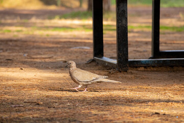 Turtledove in the park in the rays of the sun