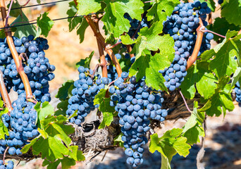 Grape variety Pinotage vine on the vine in the wine-growing region of Stellenbosch South Africa