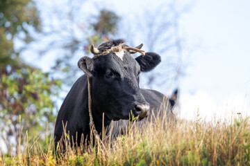 The black cow lies on the meadow among the grass