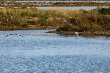 Flamingos in Delta de l'Ebre Nature Park, Tarragona, Spain