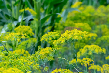 Dill on the beds. Dill inflorescence in the field, growing dill