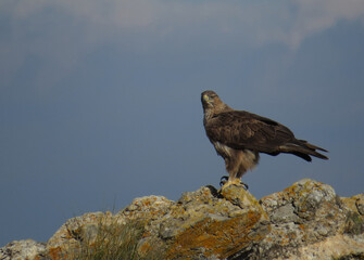 Aguila perdicera en su posadero de roca caliza con cielo de fondo