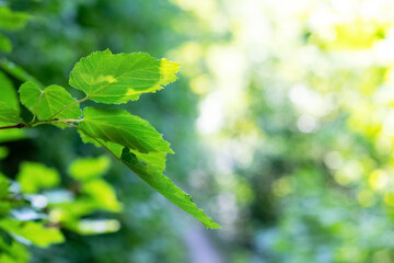 Tree branch with green leaves in forest in sunny weather on blurred background, summer background