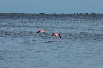 Flamingos in Delta de l'Ebre Nature Park, Tarragona, Spain