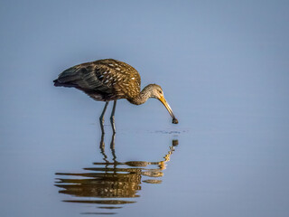 A limpkin (Aramus guarauna), also called carrao, courlan, and crying bird in colm still water at Myakka River State Park in Sarasota Florida USA