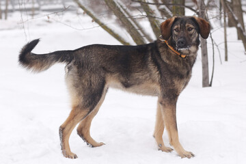  shepherd dog puppy full body portrait on white snow background