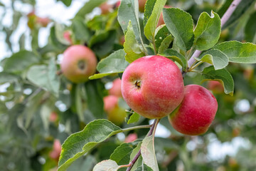 Branch of apple with ripe red berries in the garden