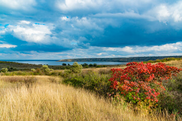 Smoketree (Cotinus obovatus) bushes with red autumn leaves against the background of yellow steppe vegetation and white clouds