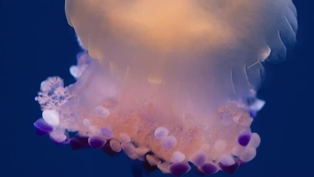 Macro shot of a Fried egg jellyfish, capturing its intricate details and patterns up close. The jellyfish can be seen pulsating and moving its tentacles, with its bell-shaped body reflecting light in