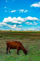 Red breed cow in a field against the sky with white clouds