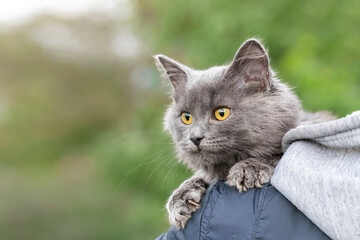 Naklejka na ściany i meble Gray cat with big yellow eyes.Funny fluffy cat sits on the shoulder of a man.Walking pets on the street.