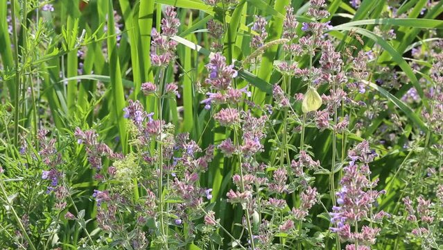 Many bright butterflies flutter over the purple flowers of the catnip and the orange flowers of the daylily.