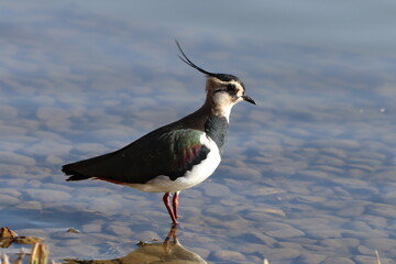 Lapwing (Vanellus vanellus) standing proud.