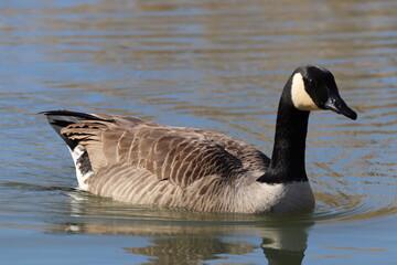 Canada Goose (Branta canadensis) swimming.