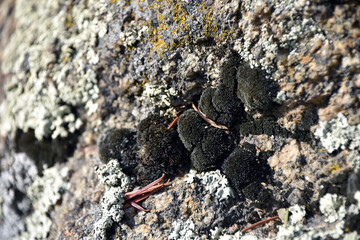 lichen on stone