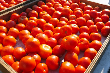 Fresh Tomatoes