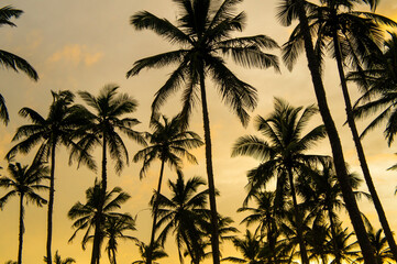 Beautiful silhouettes of tropical palm trees at sunset in Asia