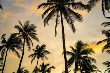 Fototapeta na wymiar Beautiful silhouettes of tropical palm trees at sunset in Asia