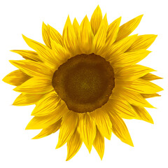 Ilustración de girasol amarillo © Santy Valdes