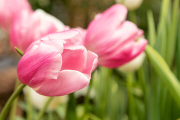 Pink tulips flowers in the garden