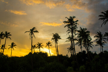 Beautiful silhouettes of tropical palm trees at sunset in Asia