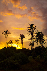 Beautiful silhouettes of tropical palm trees at sunset in Asia