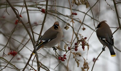 cedar waxwing couple