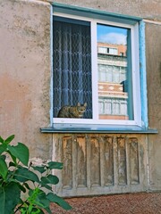 domestic cat sits on the window