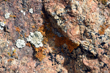 lichen on stone