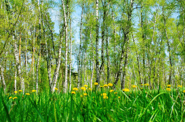 blooming dandelions on the background of a birch grove