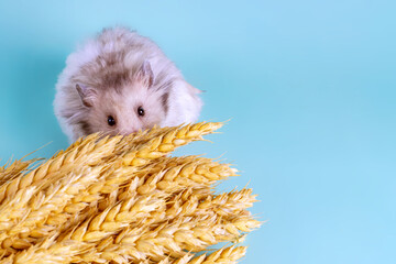 A gray hamster looks guiltily from behind a bunch of grain spikelets