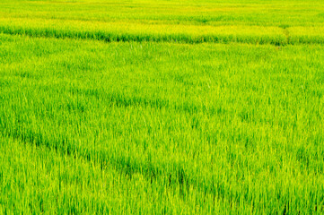 Obraz na płótnie Canvas Green rice sprouts grow upwards in Asian fields. Beautiful texture background for tourism, design and agro-industry
