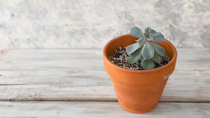 Succulent: Echeveri Perl von, in a clay pot,  on white background.