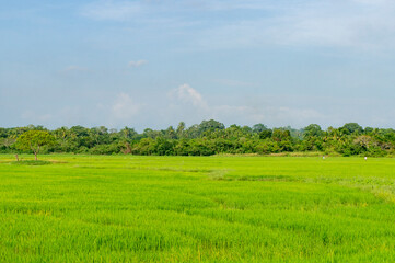 Green rice sprouts grow upwards in Asian fields. Beautiful texture background for tourism, design and agro-industry
