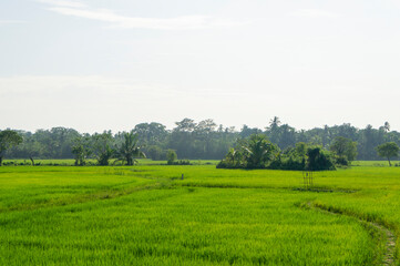 Obraz premium Green rice sprouts grow upwards in Asian fields. Beautiful texture background for tourism, design and agro-industry