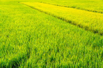 Obraz na płótnie Canvas Green rice sprouts grow upwards in Asian fields. Beautiful texture background for tourism, design and agro-industry