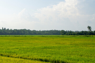 Green rice sprouts grow upwards in Asian fields. Beautiful texture background for tourism, design and agro-industry