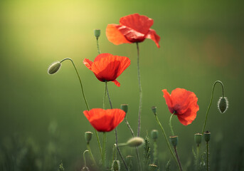 In der Sonne leuchtende Mohnblumen vor einem sanften grünen Hintergrund