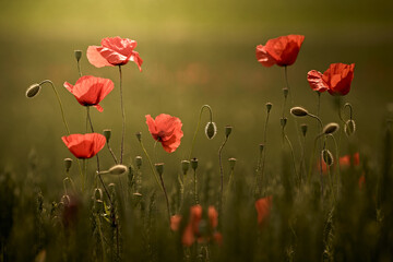 Fototapeta premium Gruppe von Mohnblumen in der Abendsonne