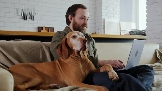 A male freelance developer works on a computer. He is sitting on the sofa in the kitchen, and his elderly dog is lying next to him. A man communicates in social networks using a laptop. 4k footage