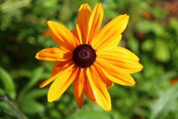 rudbekia dwubarwna Rudbeckia bicolor