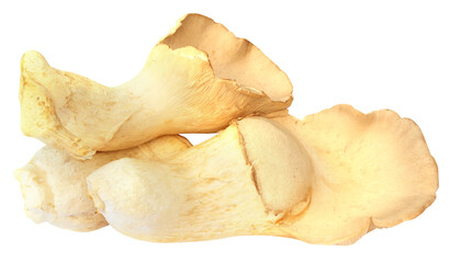 Edible Eryngii mushroom