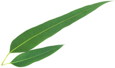 Eucalyptus leaves © Swapan