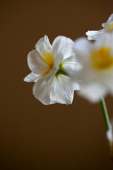 Narcissus, close -up, beautiful white spring flowers
