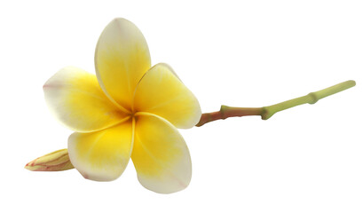 Frangipani