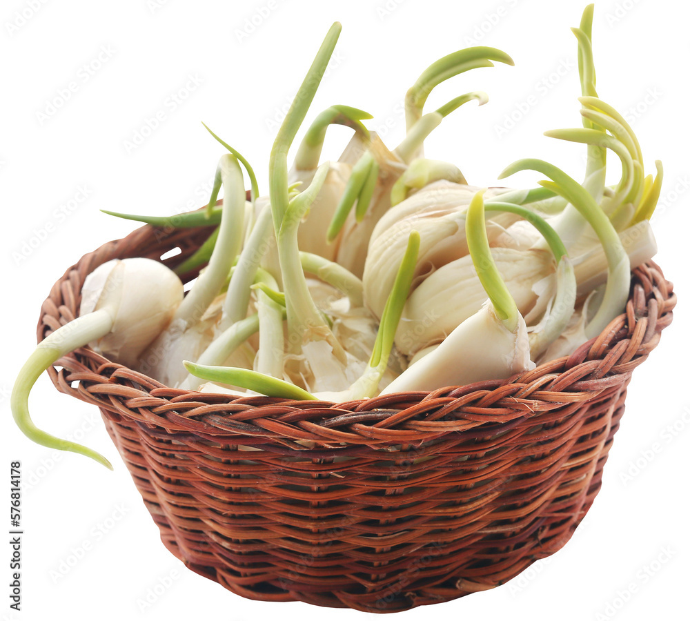 Canvas Prints garlic germinated